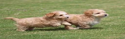 Maltipoo honden te koop: Leuke Maltipoo pups - Advertentie 9