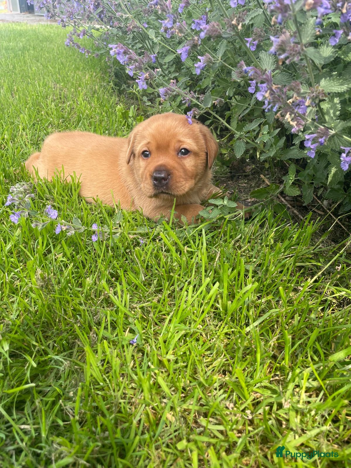 Labrador Retriever honden Mooie stamboom labrador pups - Advertentie 1