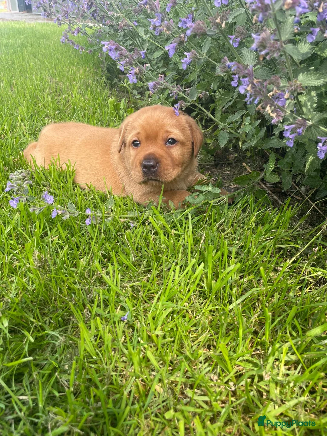 Labrador Retriever honden te koop: Mooie stamboom labrador pups - Advertentie 1