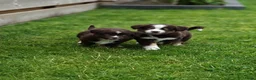 Miniature American Shepherd honden te koop: Mini American Shepherd pup teefje - Advertentie 10