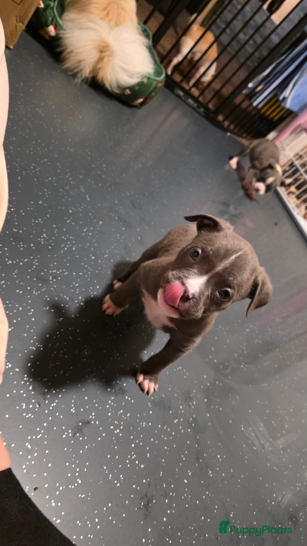 Amerikaanse Bully honden te koop: Pocket bully bleu grey  - Advertentie 13