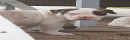 Amerikaanse Bulldog honden te koop: 2 prachtige reutjes uit mooie combinatie - Advertentie 1