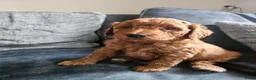 Poedel honden te koop: Prachtige lieve middenmaat poedel pups - Advertentie 9
