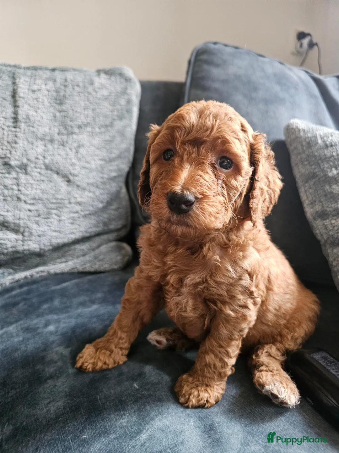 Poedel honden te koop: Prachtige lieve middenmaat poedel pups - Advertentie 9