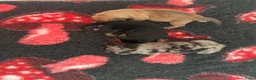 Teckel (korthaar)  honden te koop: Prachtig teckel puppy’s  - Advertentie 12