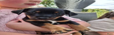 Jack Russel Terriër 2