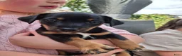 Jack Russel Terriër honden te koop: Jack Russel pups Black ant Tan in Wekerom - Advertentie 4