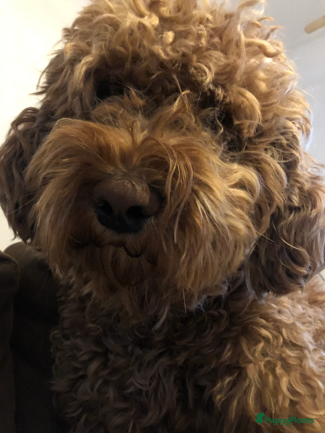 Labradoodle honden ter dekking: KNAPPE AUSTRALIAN LABRADOODLE DEKREU in Breda - Advertentie 13