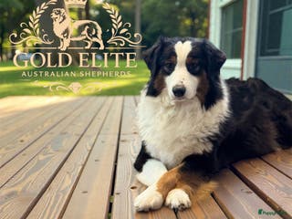 Australian Shepherd honden Australian shepherd pups puppy - Advertentie 1