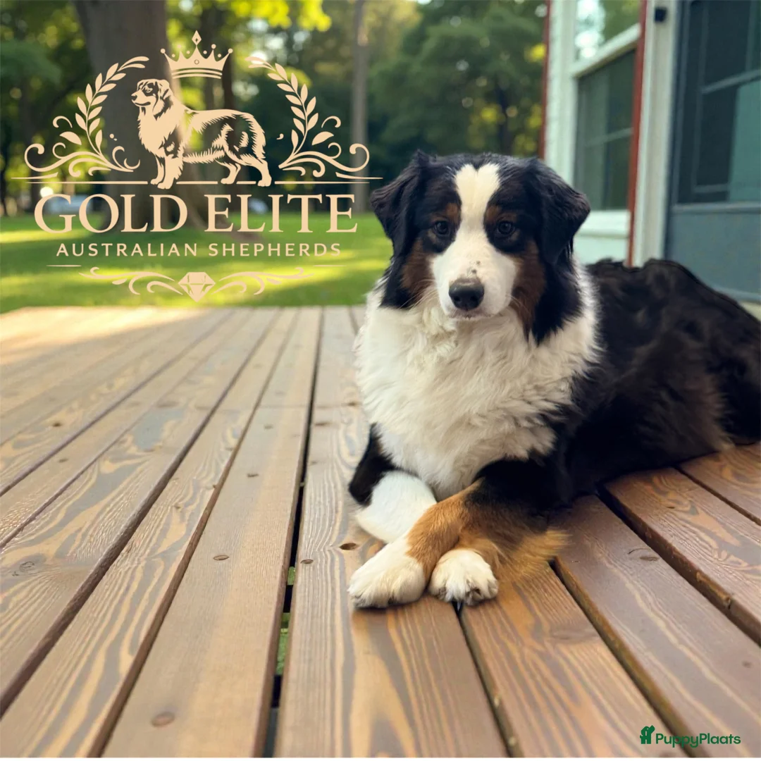 Australian Shepherd honden te koop: Australian shepherd pups puppy - Advertentie 1