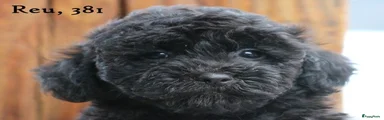 Maltipoo 4
