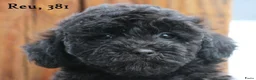 Maltipoo honden te koop: Leuke Maltipoo pups - Advertentie 22