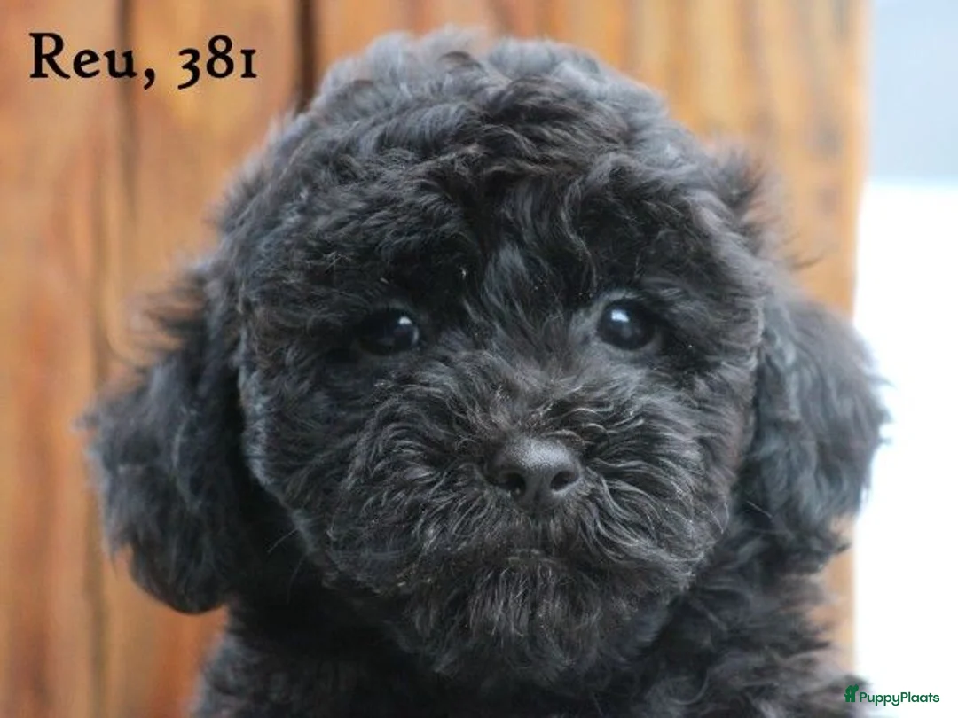 Maltipoo honden te koop: Leuke Maltipoo pups - Advertentie 22