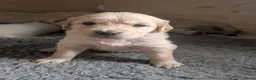 Golden Retriever honden te koop: Mooie Golden Retriever pups | Raszuiver | 4 weken - Advertentie 8