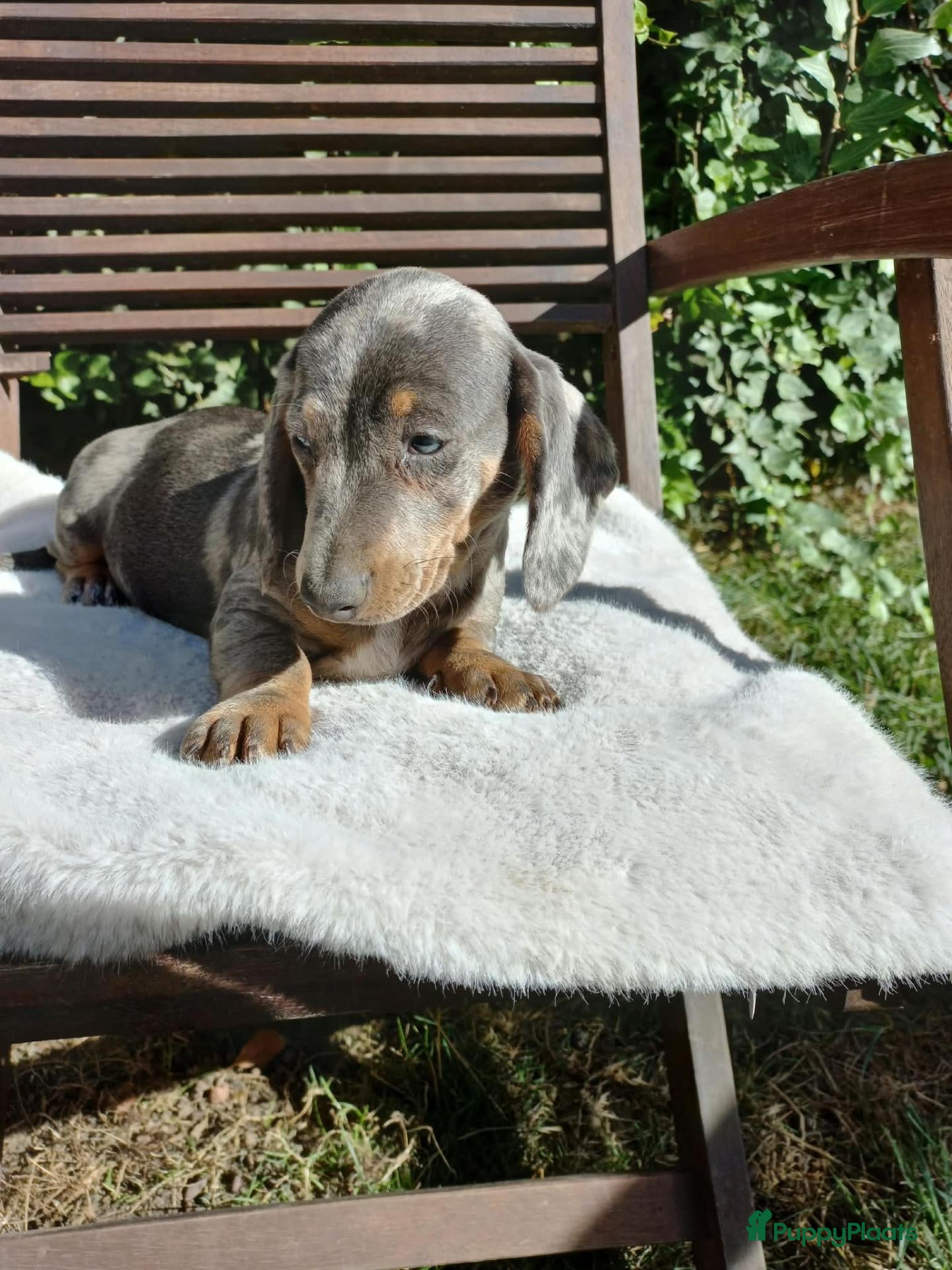 Teckel (korthaar)  honden Dwerg Teckel Pups. - Advertentie 1