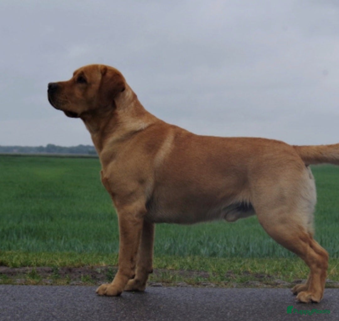 Labrador Retriever honden te koop: Mooie labrador pups - Advertentie 14