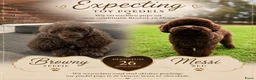 Poedel Toy honden te koop: Rasechte Toy Poedels geboren! 🩵🩷ter reservering! - Advertentie 5