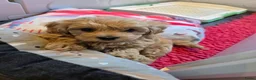 Maltipoo honden te koop: Mooie Lieve Maltipoo Maltezer / toypoedel pup - Advertentie 27