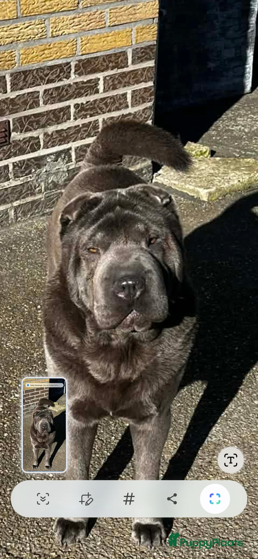 Shar Pei honden te koop:  Sharpei - Advertentie 1