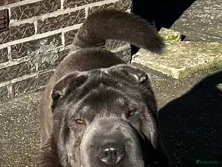 Shar Pei honden Sharpei - Advertentie 1