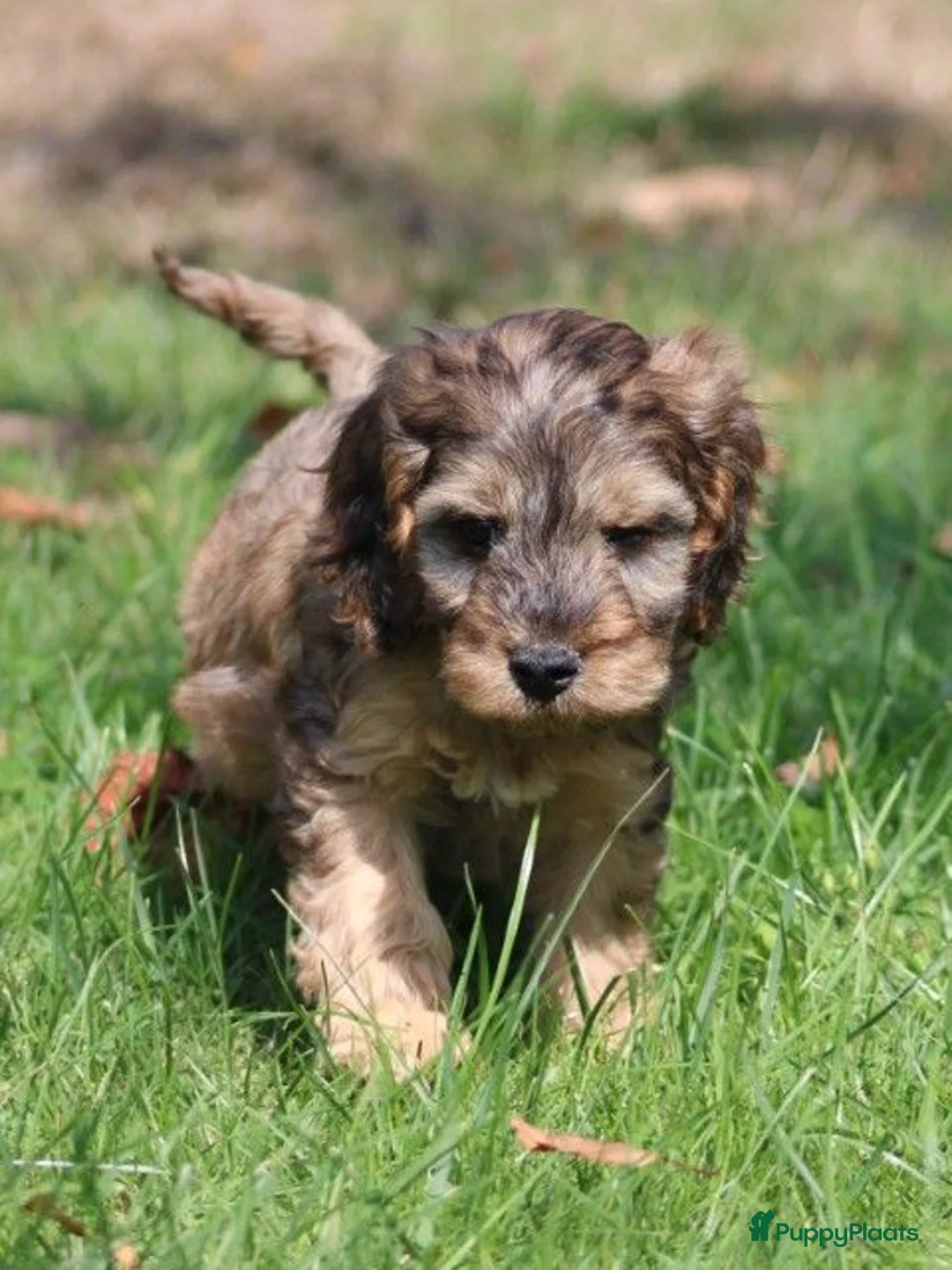 Cockapoo honden te koop: Knappe Cockapoo pups - Advertentie 2