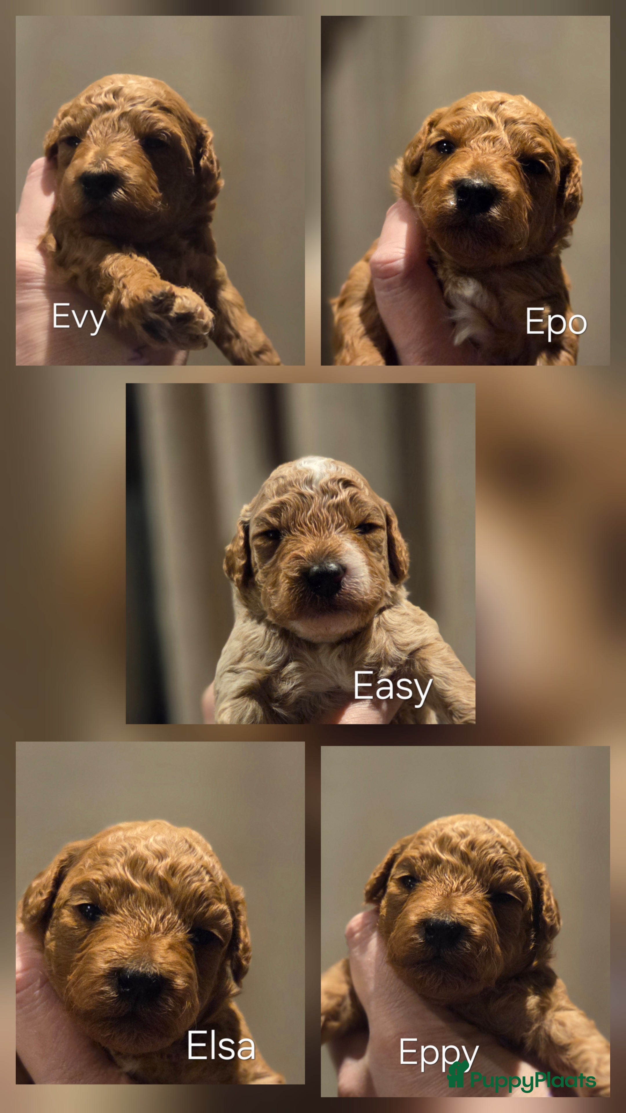 Poedel Toy honden Toy poedels  - Advertentie 2