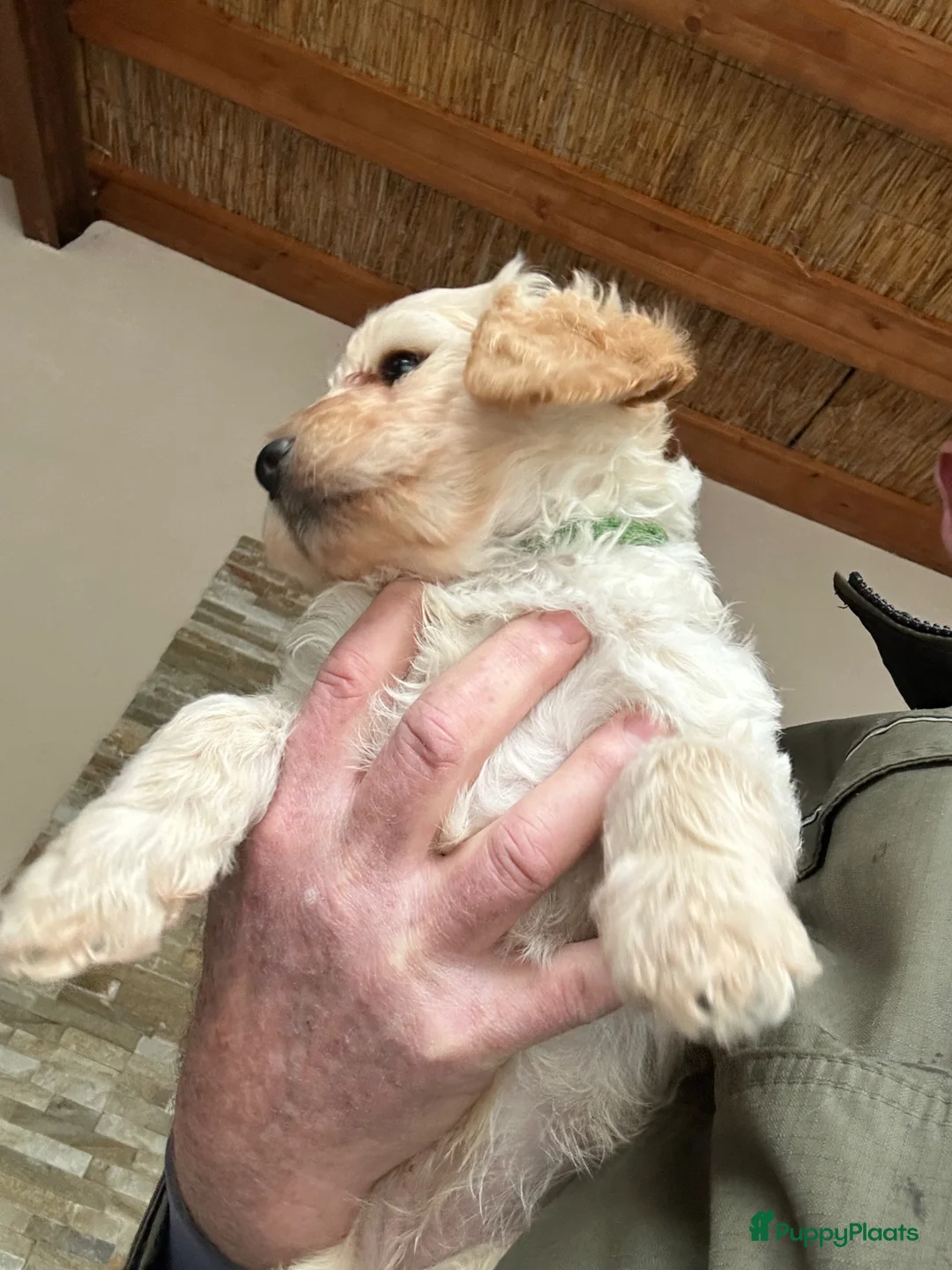 Australian Labradoodle honden te koop: Labradoodle australian (medium) - Advertentie 2