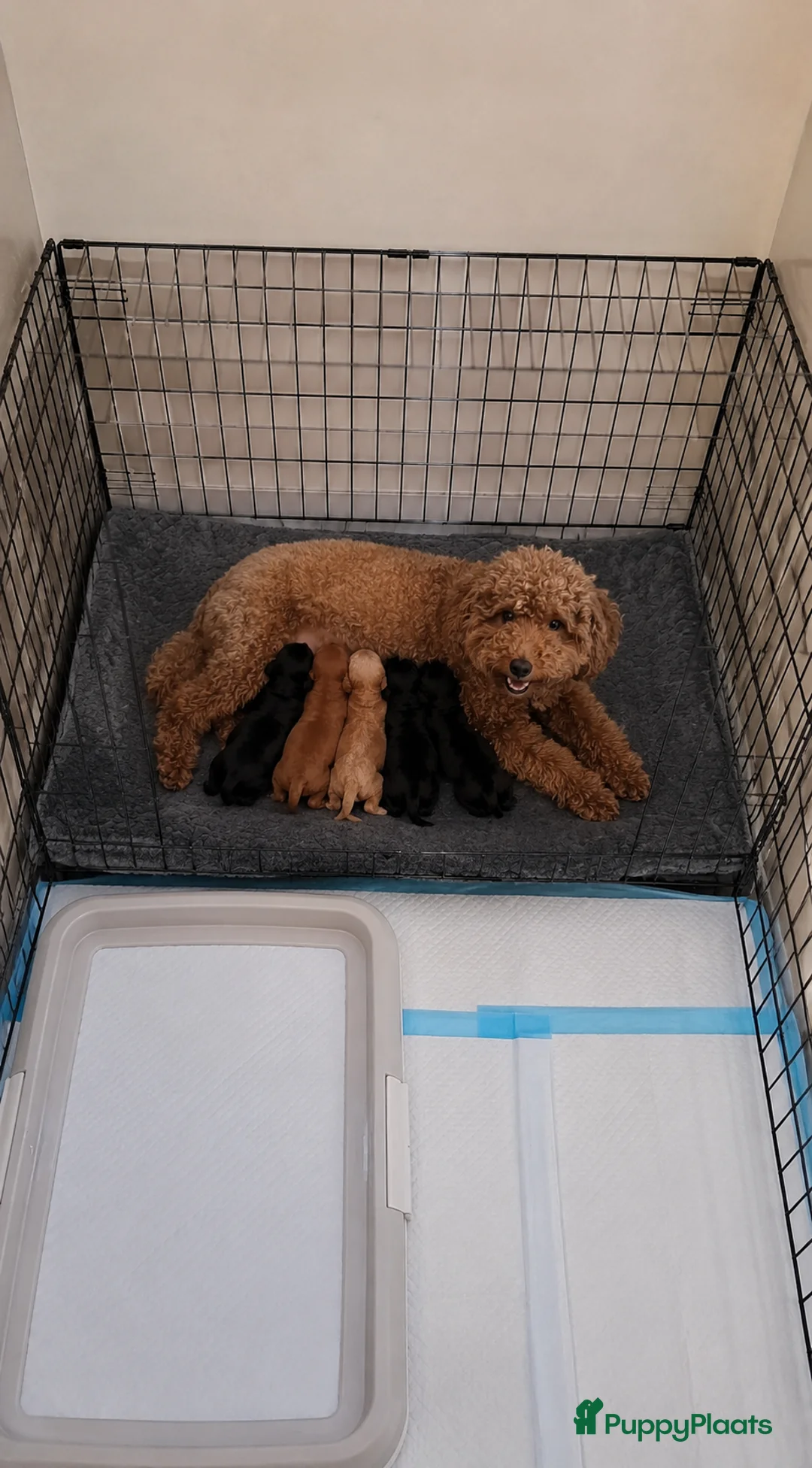 Cavapoo honden te koop: Prachtige cavapoo pups - Advertentie 9