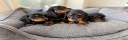 Teckel (langhaar) honden te koop: Teckel standaard langhaar met stamboom - Advertentie 3