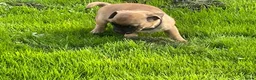 Kruising honden te koop: Retro mops mopshond - Advertentie 11