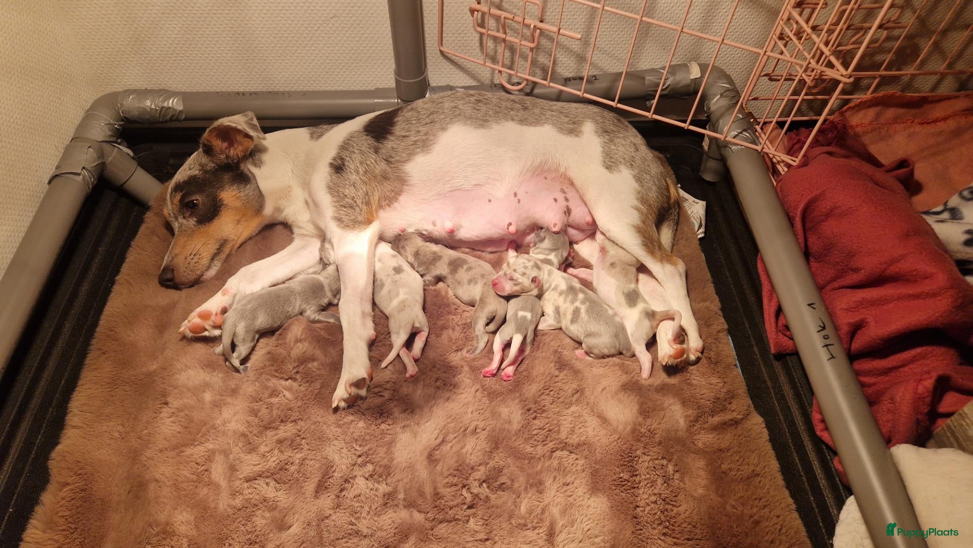 Jack Russel Terriër honden te koop: Blue en silvermerle jackrussell pups - Advertentie 2