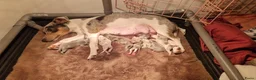 Jack Russel Terriër honden te koop: Blue en silvermerle jackrussell pups - Advertentie 1