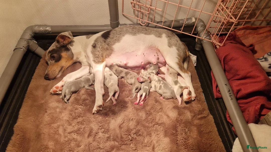 Jack Russel Terriër honden te koop: Blue en silvermerle jackrussell pups - Advertentie 1