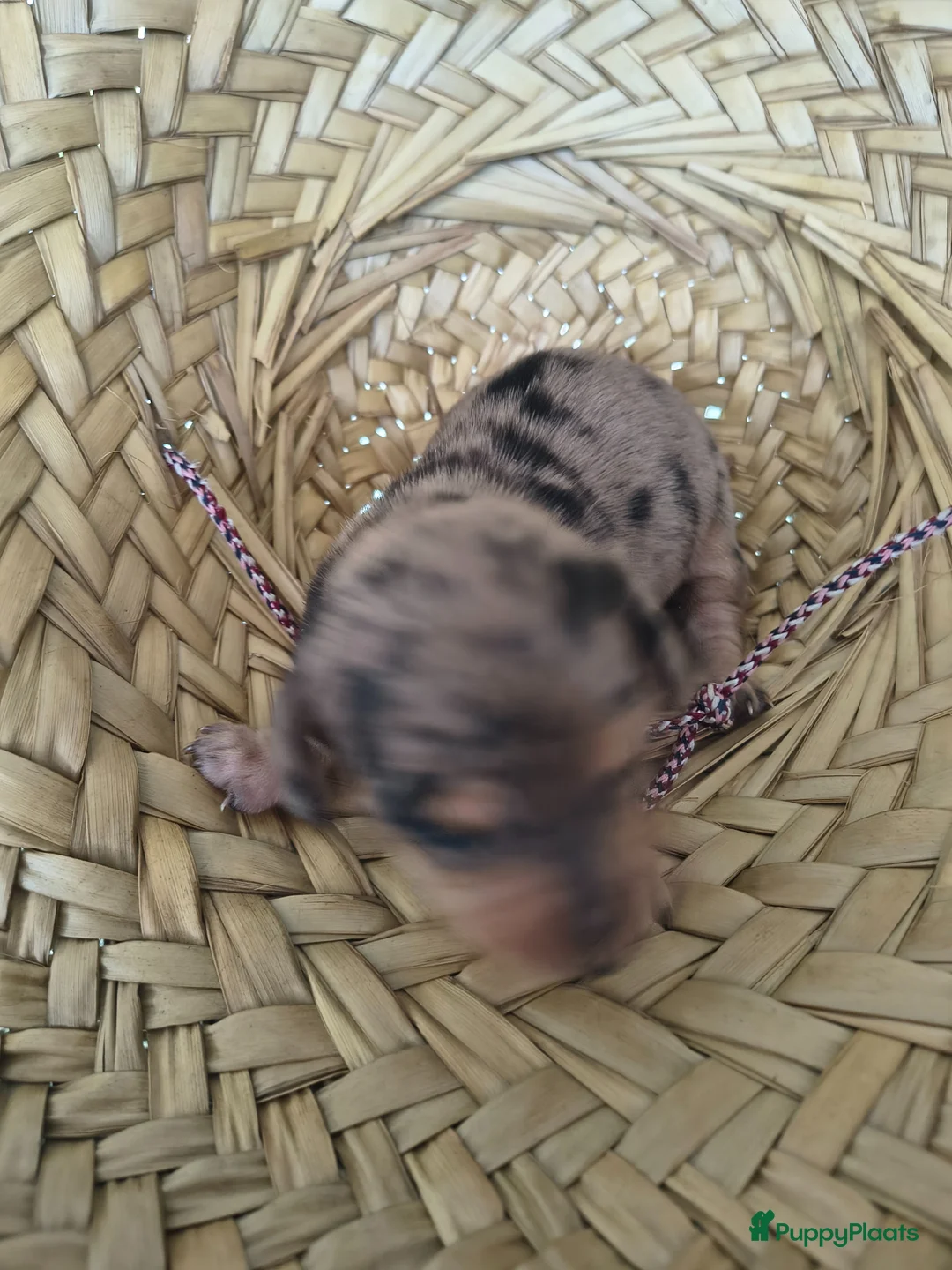 Kruising honden te koop: Kort harige teckel puppy's  - Advertentie 15