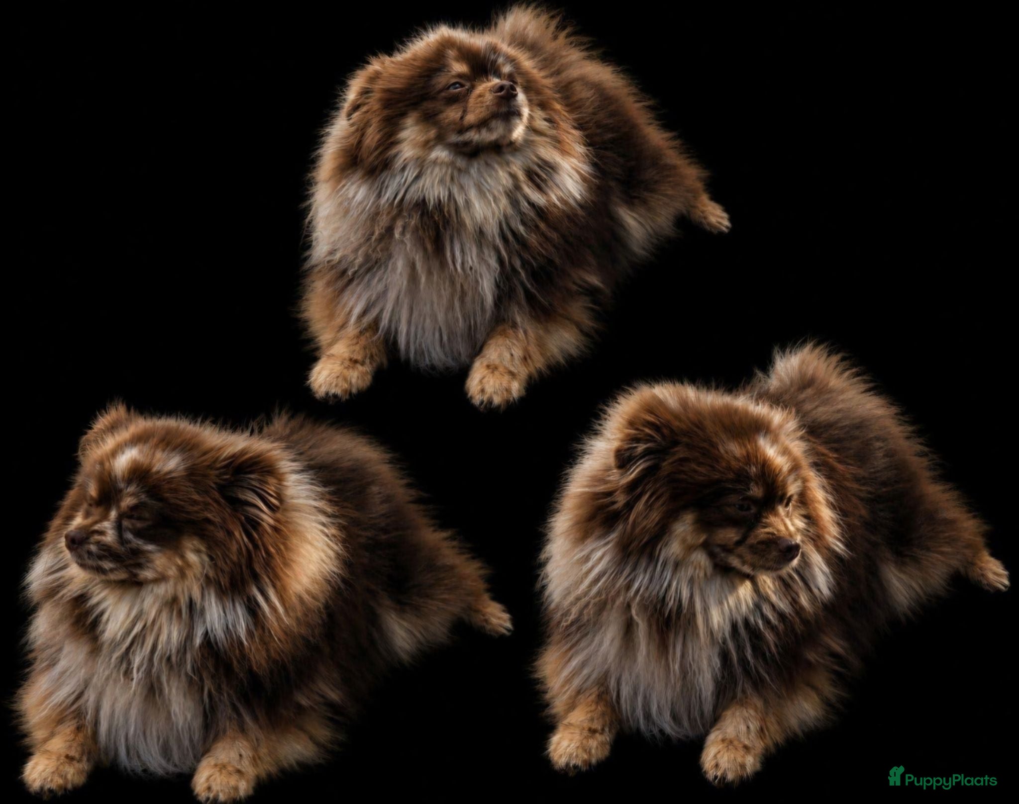 Pomeriaan honden Dekreu niet tekoop - Advertentie 7