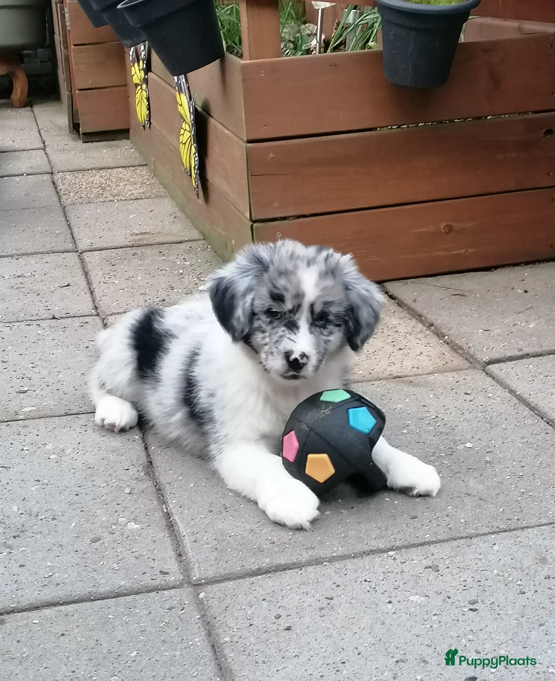 Kruising honden te koop: Mooie knapper te koop - Advertentie 2