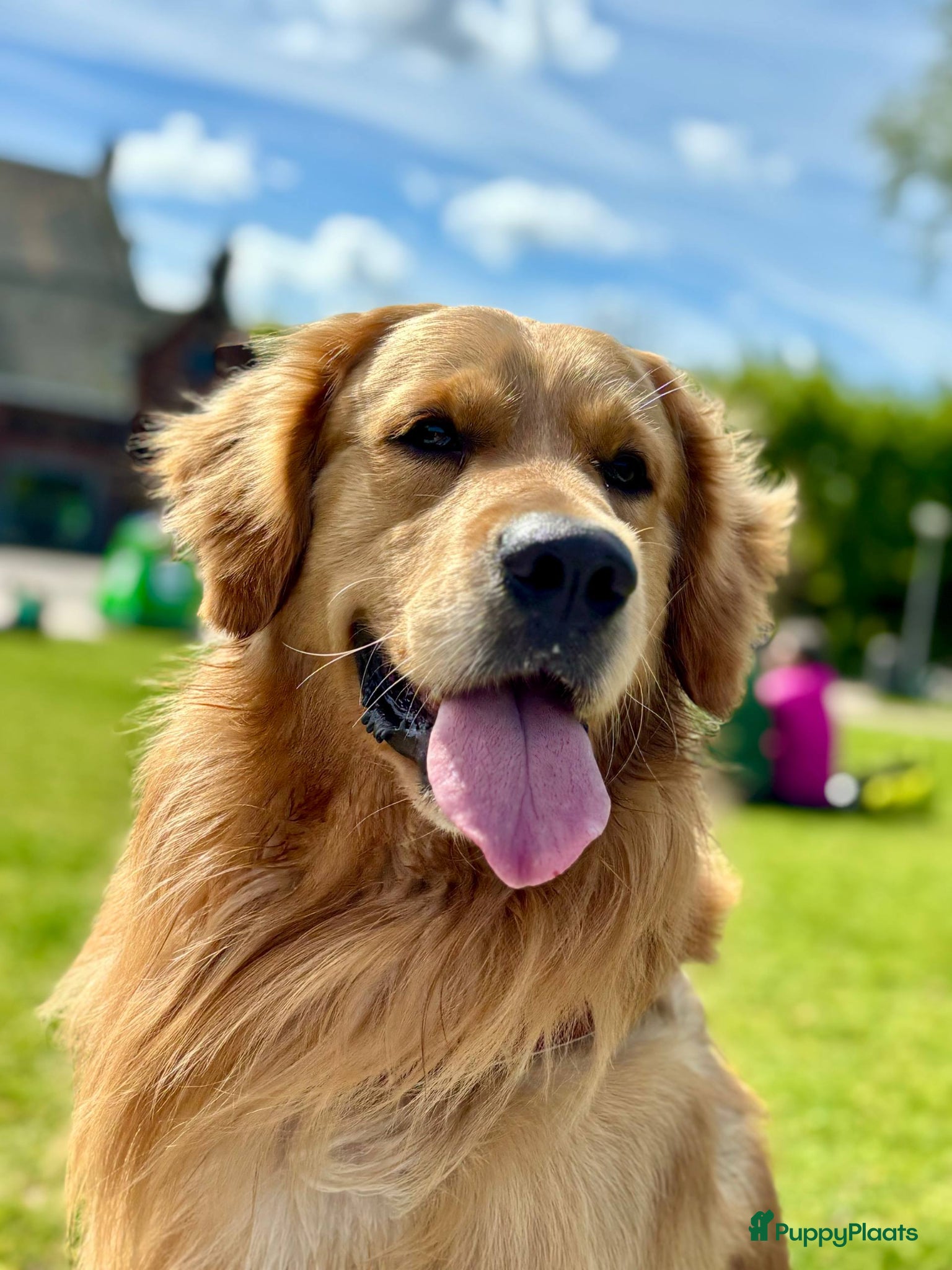 Golden Retriever honden Loving Golden Retriever (5) Seeking New Home - Advertentie 1