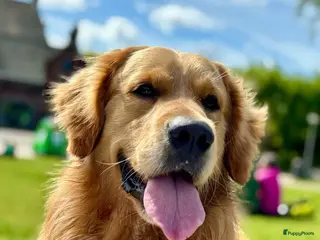 Golden Retriever honden Loving Golden Retriever (5) Seeking New Home - Advertentie 1