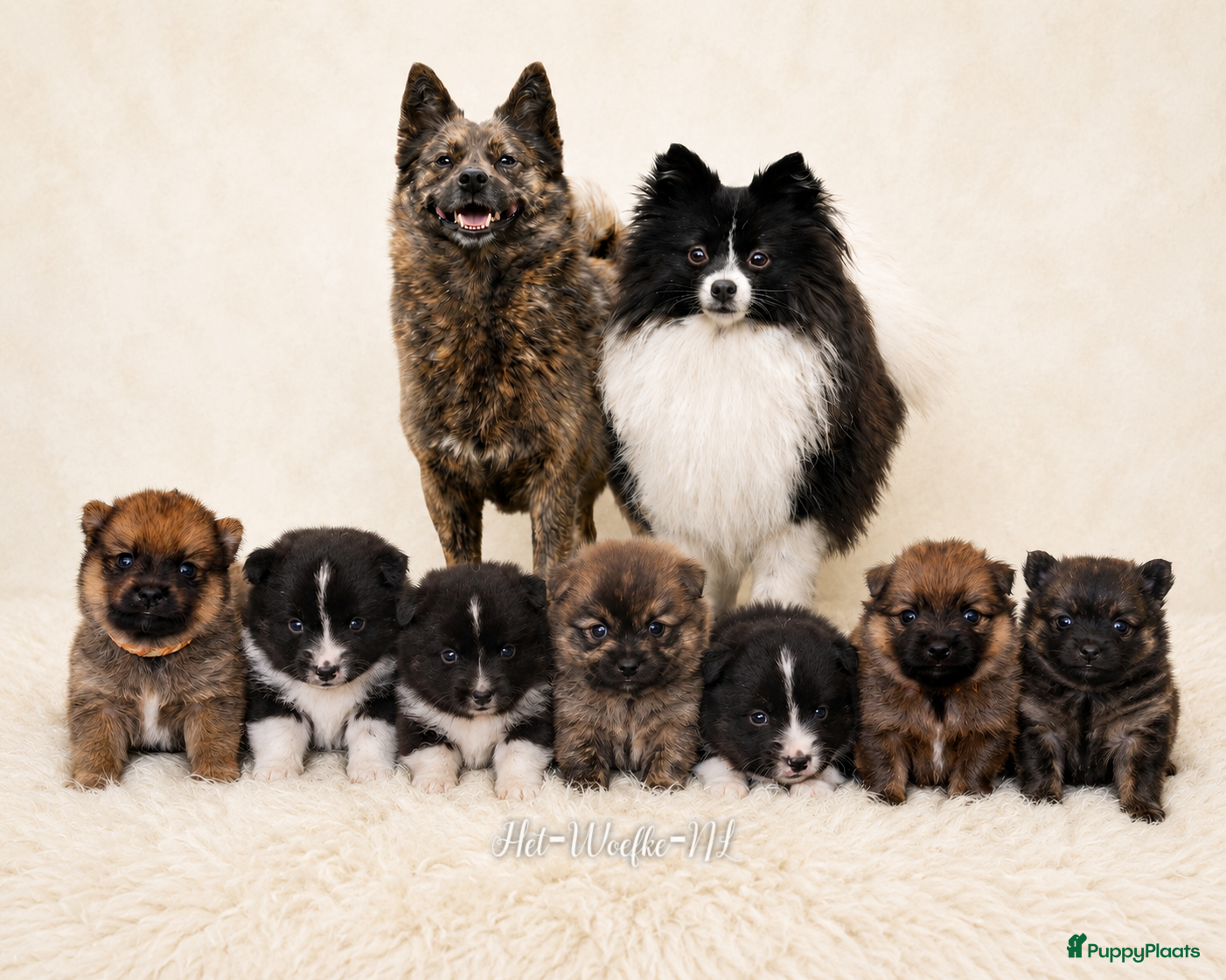 Pomsky honden te koop: Mars 💙 F1b pomsky reutje - Advertentie 10