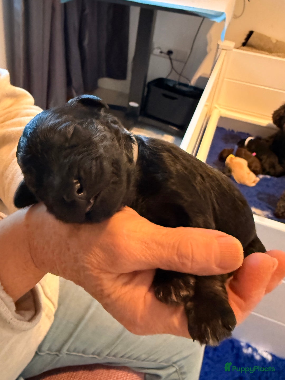 Kruising honden te koop: Goldendoodle/labradoodle  - Advertentie 38