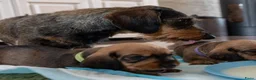 Ruwhaar Teckel honden te koop: Prachtige Ruwharige Teckel pups - Advertentie 27
