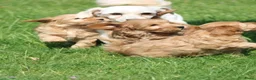 Maltipoo honden te koop: Lieve Maltipoo teefje zoekt haar gouden mandje - Advertentie 2