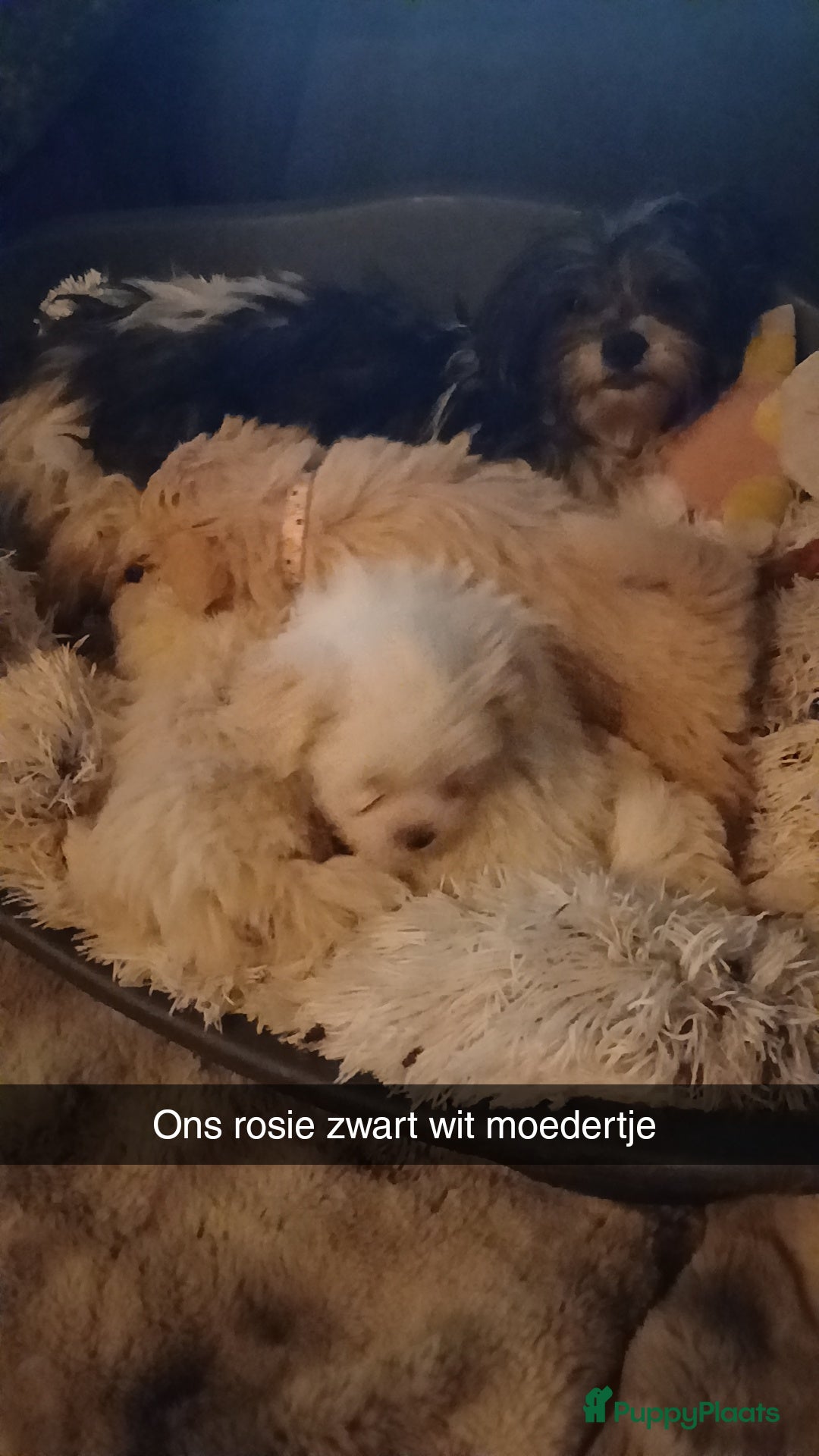 Boomer honden Nog 2 prachtige boomer reutjes beschikbaar    - Advertentie 2