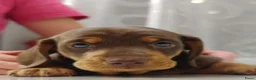 Teckel (korthaar)  honden te koop: Kortharige dwergteckel pups in Amersfoort - Advertentie 2