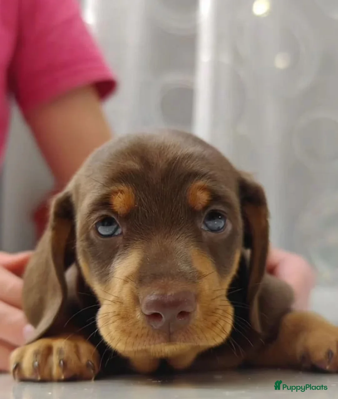 Teckel (korthaar)  honden te koop: Kortharige dwergteckel pups in Amersfoort - Advertentie 2