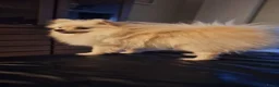 Pomeriaan honden te koop: Schattige Pomeriaanpups  in Putte - Advertentie 6