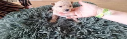 Maltipoo honden te koop: Maltipoo pups. Super mini - Advertentie 6
