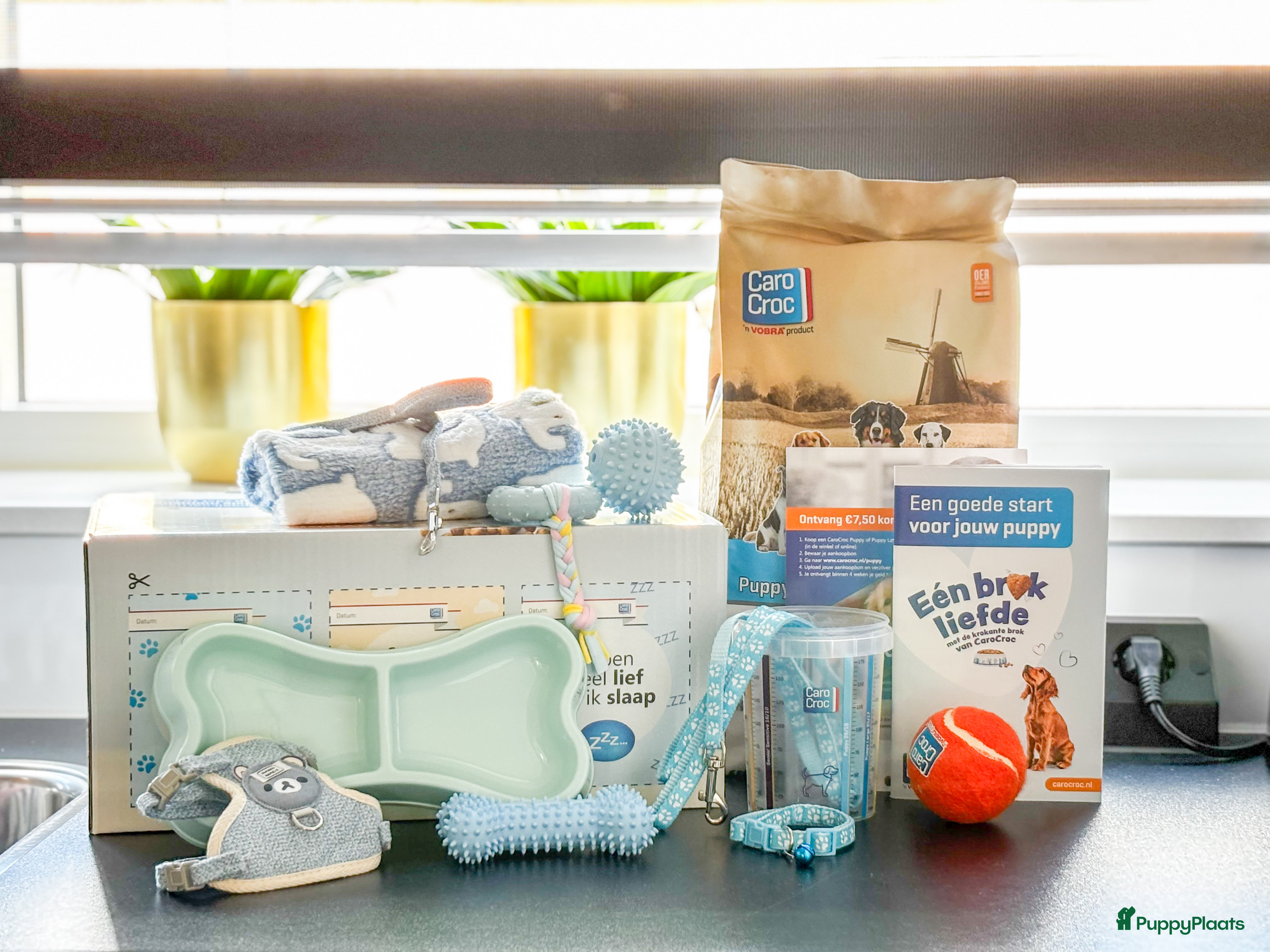 Ruwhaar Teckel honden Kaninchen/dwerg ruwharige teckeltjes  - Advertentie 2