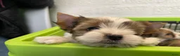 Kruising honden te koop: Lief en klein Boomer pup - Advertentie 2