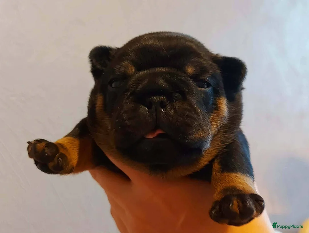 Franse Bulldog honden te koop: Prachtige Franse Bulldog pups met stamboom - Advertentie 7